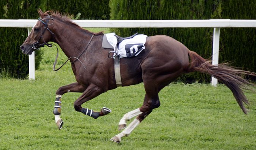 Great Racehorses Who Produced Champions